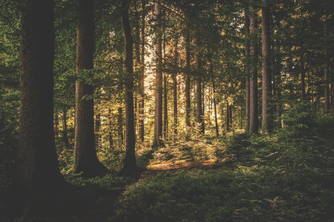 Picture of a forest with sunlight